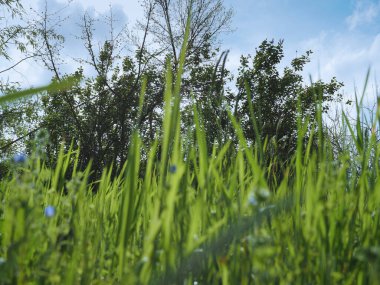 Ağaçlı çim bıçakları seçici odak kopyalama alanı