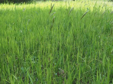 yeşil çayır çimleri arka plan olarak kullanışlıdır