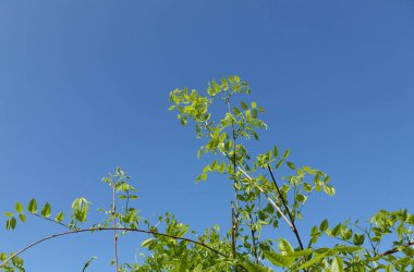 wysteria bitkisi mavi gökyüzünde arka plan olarak kullanışlı