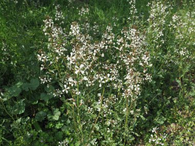 Roket salatası bilimsel adı Eruca sativa namı diğer roka ya da rucoli, rugula, colewort, roquette, rogula bitkisi