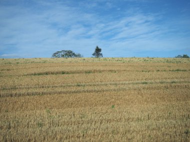 Dundee ve Aberdeen arasındaki İskoç Ovaları Panoraması