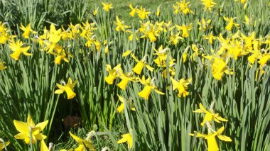 Nergis sarı çiçek namı diğer Narcissus arka plan olarak kullanışlı