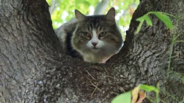 Ağaçta duran kedi, ağaçta duran av tüfeği.