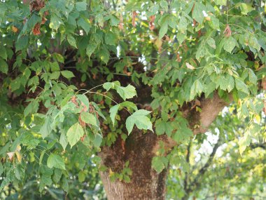 Ashleaf akçaağaç bilimsel adı Acer negundo