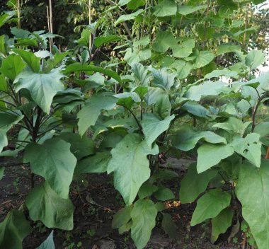 Patlıcan bilimsel adı Solanum melongena namı diğer yumurta bitkisi veya melongen veya bahçe yumurtası