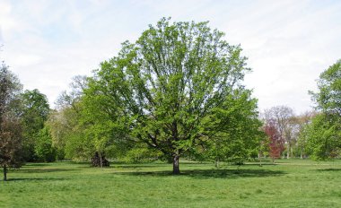 Hyde park - kensington gardens Londra, Birleşik Krallık