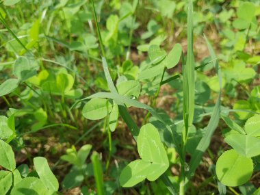 yeşil çayır çimenleri arka plan olarak kullanışlıdır