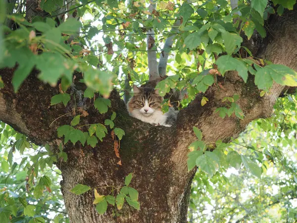 Ashleaf akçaağaç üzerinde gri tekir kedi