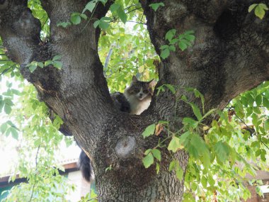 Ashleaf akçaağaç üzerinde gri tekir kedi
