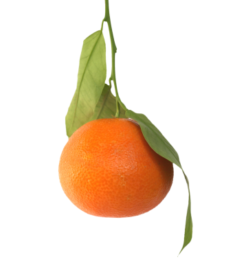 Çince meyve şeffaf arkaplan PNG üzerinde izole