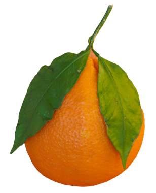 Saydam arkaplan üzerinde izole mandalina meyvesi