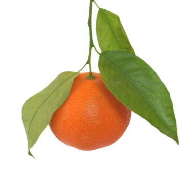 Çince meyve şeffaf arkaplan PNG üzerinde izole