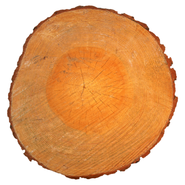 Şeffaf arkaplan PNG üzerinden izole edilmiş ağaç bölümü