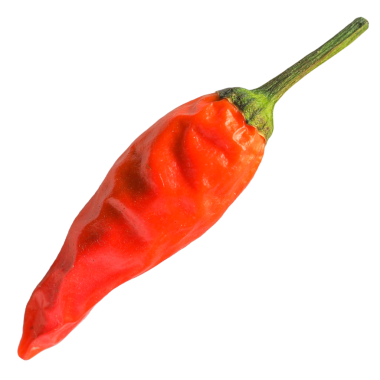Red Hot Chili Pepper bilimsel adı Capsicum şeffaf arkaplan üzerinde izole