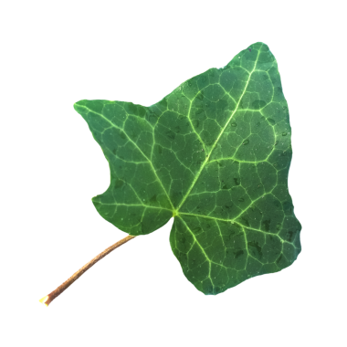 Saydam arkaplan üzerinde yalıtılmış sarmaşık yaprağı PNG