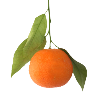 Çince meyve şeffaf arkaplan PNG üzerinde izole