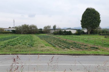 Kablolar ve kabaklar dahil sebze tarlaları