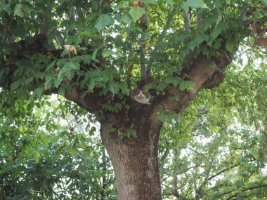 Ashleaf akçaağaç üzerinde gri tekir kedi