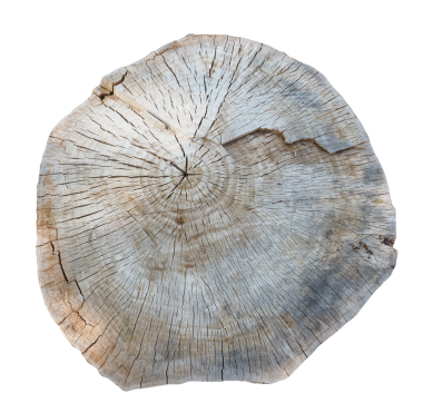 Bir ağaç gövdesi kütüğünün çapraz kesiti şeffaf arkaplan PNG üzerinde izole