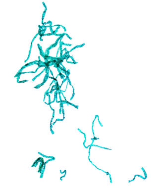 Spirogyra 'nın tüm dağının mikroskopla görülebilen hafif fotomikrografı şeffaf arkaplan PNG üzerinden izole edildi
