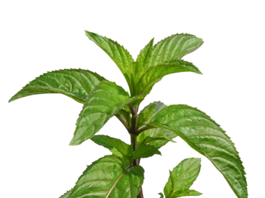 Şeffaf arkaplan PNG üzerinde izole edilmiş nane bitkisi