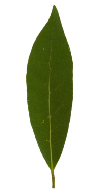 Laurel körfezi bilimsel adı Laurus nobilis ağaç yaprağı şeffaf arkaplan üzerinde izole