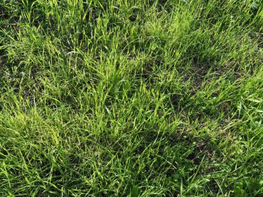 yeşil çayır çimenleri arka plan olarak kullanışlıdır