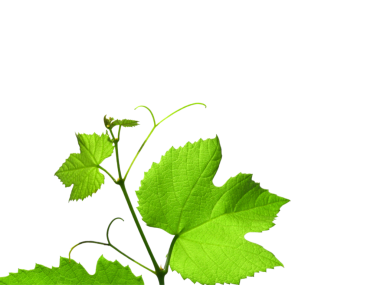 Vİtis asma yaprağı şeffaf arkaplan PNG üzerinde izole