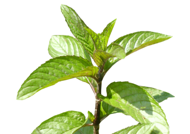 Şeffaf arkaplan PNG üzerinde izole edilmiş nane bitkisi