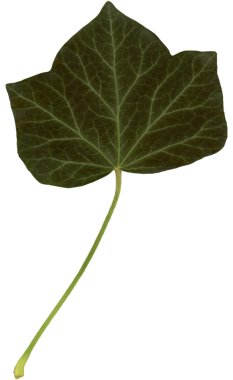 Hedera sarmaşık yaprağı şeffaf arkaplan PNG üzerinde izole