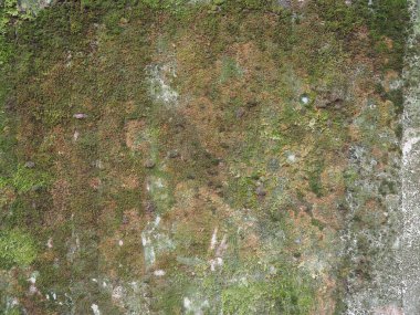 Arkaplan olarak kullanışlı yeşil yosun içeren endüstriyel gri beton doku