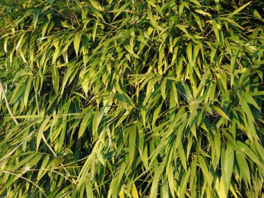 yeşil bambu yaprakları arka plan olarak kullanışlıdır