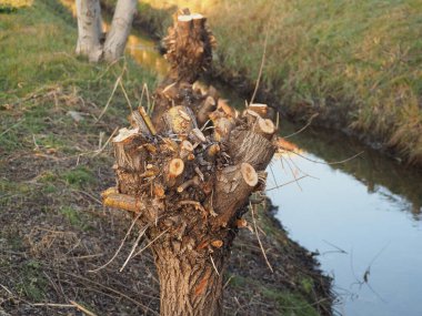 Kışın hendeğin kenarındaki budanmış ağaçlar