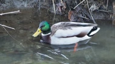 Hendekte yüzen yaban ördeği