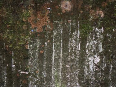 Arkaplan olarak kullanışlı yeşil yosun içeren endüstriyel gri beton doku