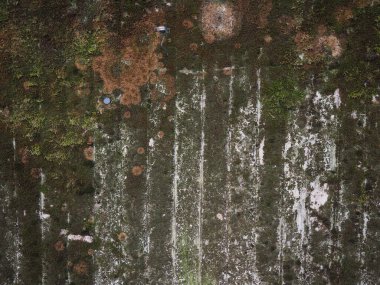 Arkaplan olarak kullanışlı yeşil yosun içeren endüstriyel gri beton doku