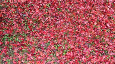 kırmızı yapraklar arka plan olarak kullanışlıdır