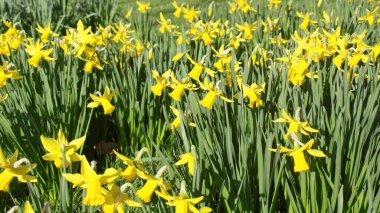 Nergis sarı çiçek namı diğer Narcissus arka plan olarak kullanışlı