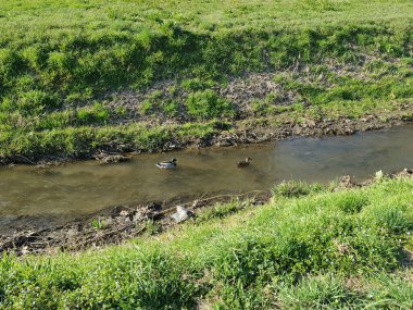Kanalda yüzen iki yaban ördeği
