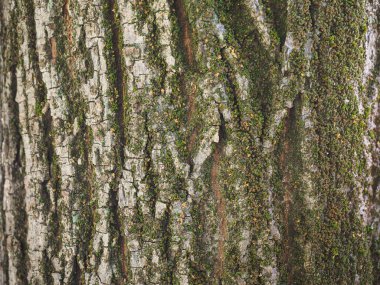 Arkaplan olarak kullanışlı yeşil yosun içeren endüstriyel ağaç kabuğu dokusu
