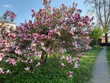 Sweetbay ağacı bilimsel adı Magnolia Virginiana