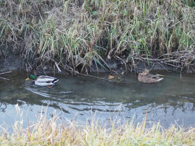 Yaban ördeği namı diğer vahşi ördek bilimsel adı Anas platyrhynchos hayvan sınıfı kuşların