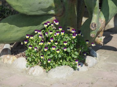nonoş viyola mor beyaz çiçek bilimsel adı Viola tricolor hortensis