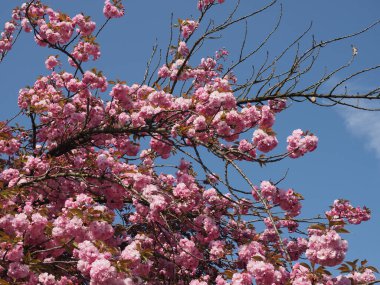 prunus kanzan kiraz ağacı mavi gökyüzünde