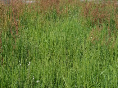 Yaygın kuş çayırı bilimsel adı Rumex asetosa