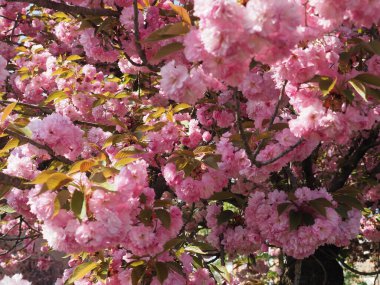 prunus kanzan kiraz ağacı mavi gökyüzünde