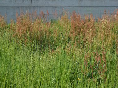 Yaygın kuş çayırı bilimsel adı Rumex asetosa