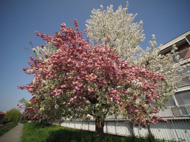 iki renkli prunus kanzan ve yoshino kiraz ağacı