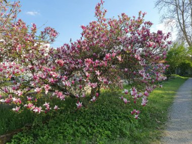 Sweetbay ağacı bilimsel adı Magnolia Virginiana