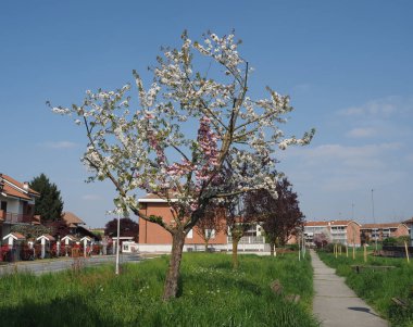 iki renkli prunus kanzan ve yoshino kiraz ağacı